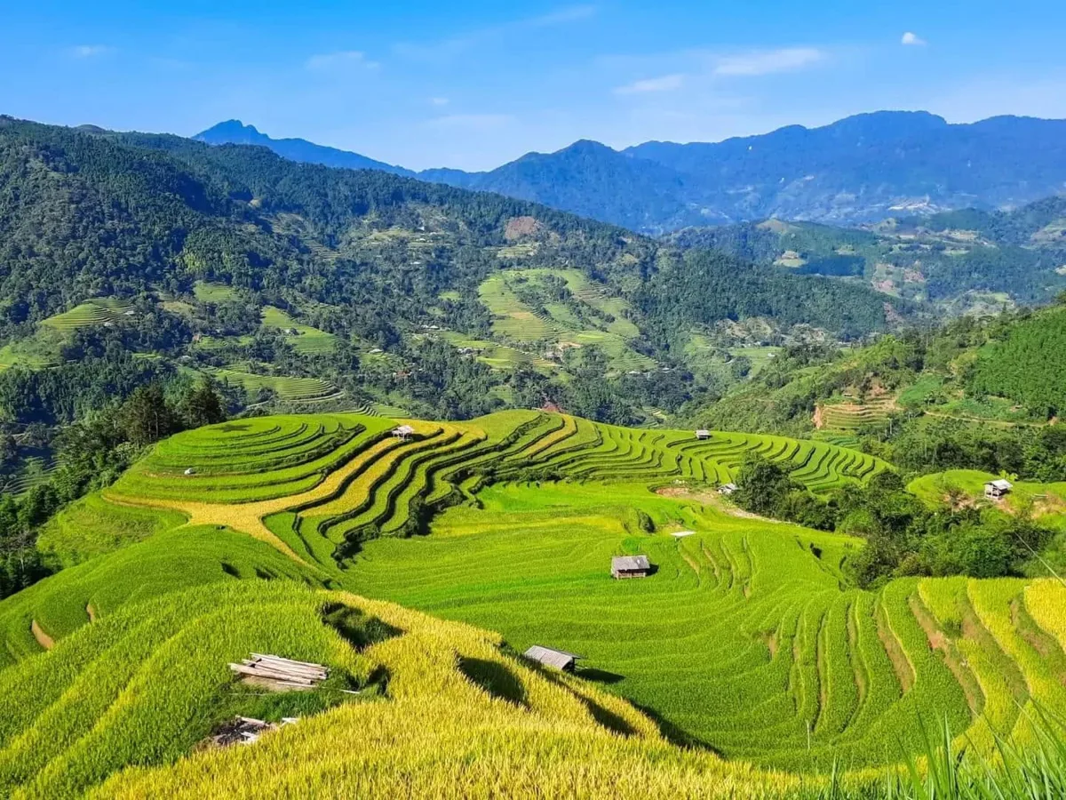 Vietnam's Golden Rice Fields: Seasonal Beauty and Key Viewing Spots