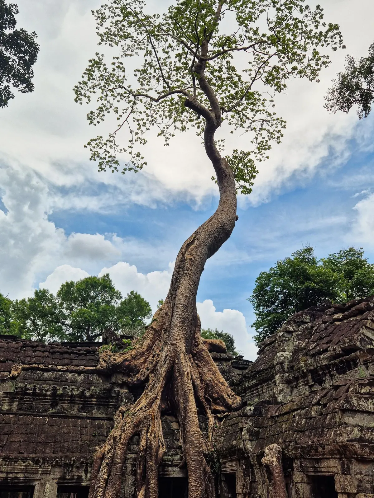 Exploring Cambodian Rice: Varieties, Characteristics, and Culinary Uses