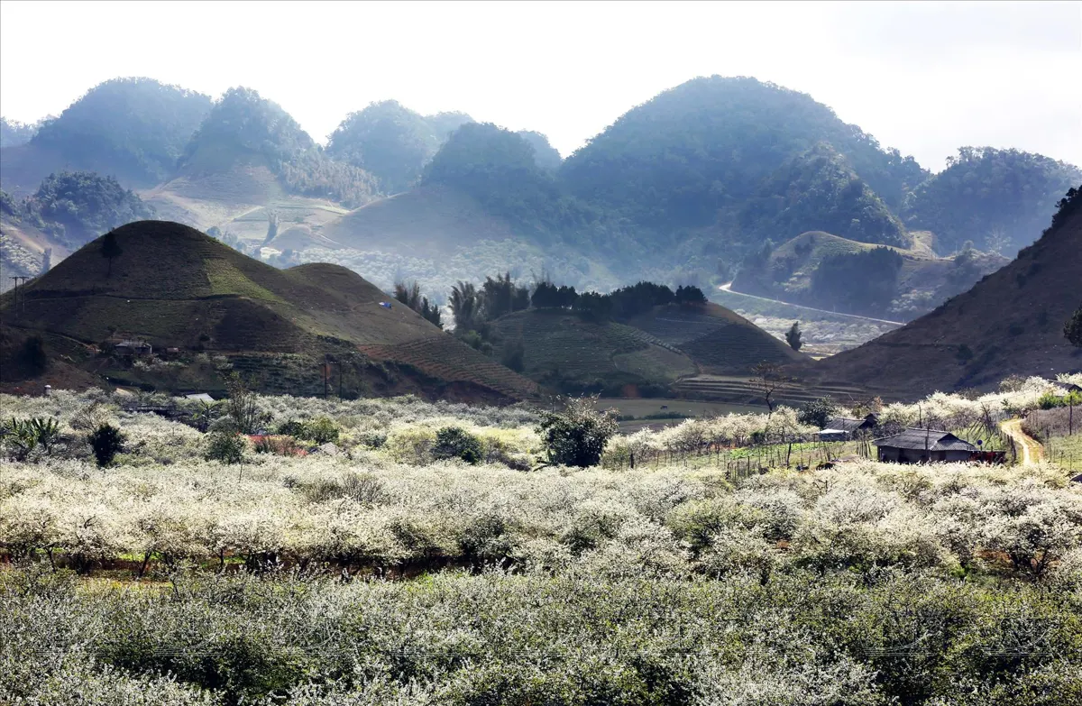Moc Chau Plateau: A Guide to Nature, Culture, and Activities in Son La