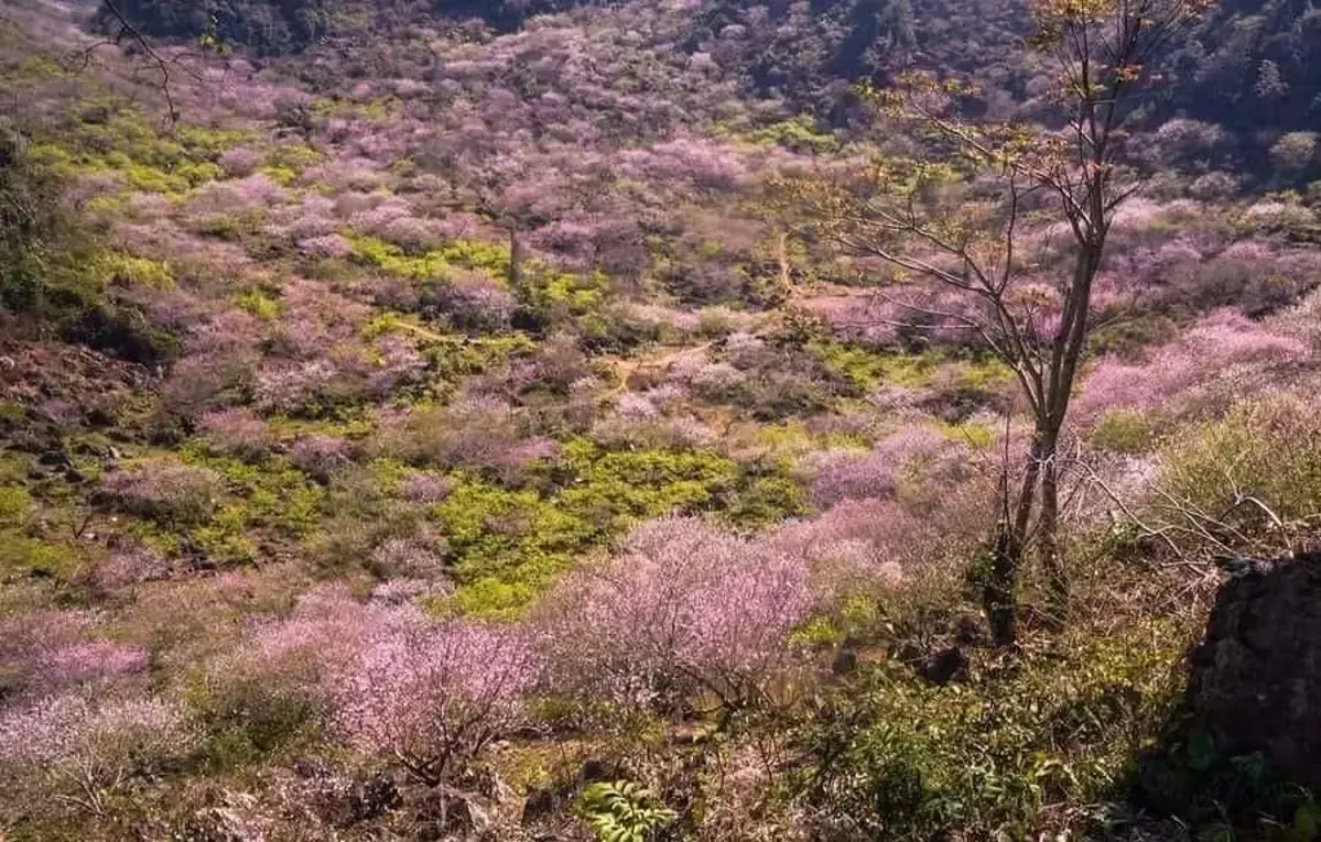 Moc Chau's Seasonal Flower Displays: A Guide to Blooming Periods