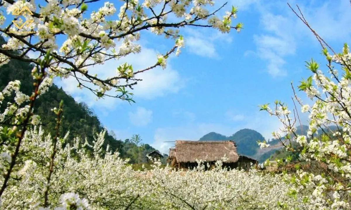 Traveling from Ho Chi Minh City to Sapa: Options and Considerations