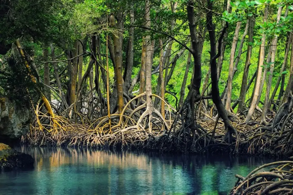 U Minh Ha National Park: A Guide to Ca Mau's Wetland Ecosystem