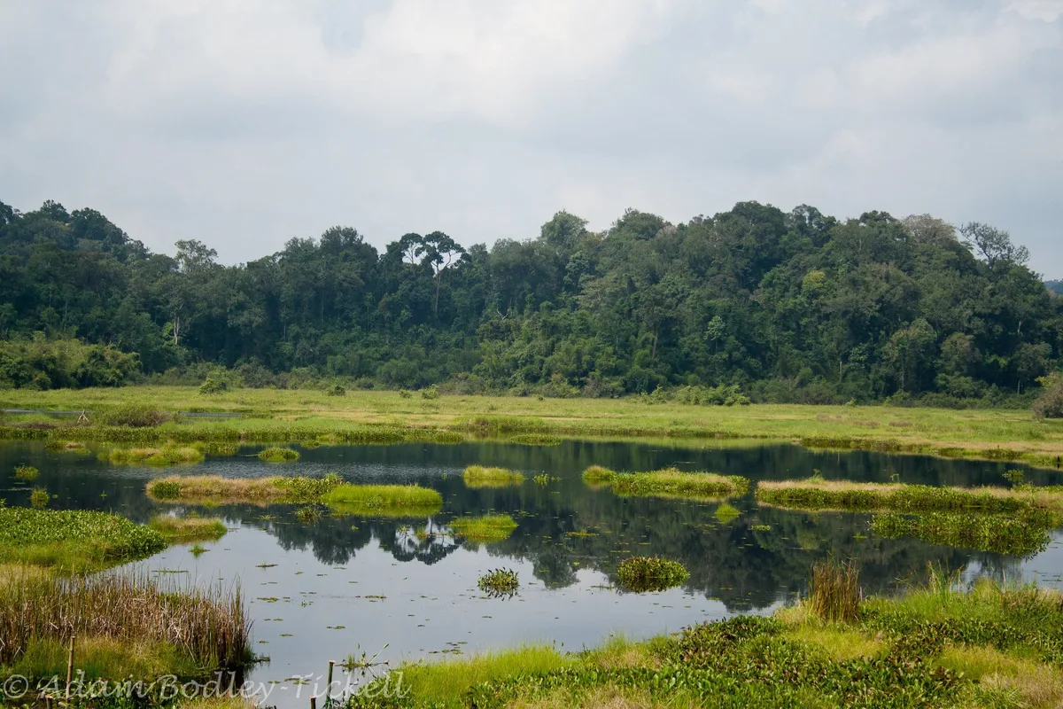 Dense evergreen forest canopy in Cat Tien National Park