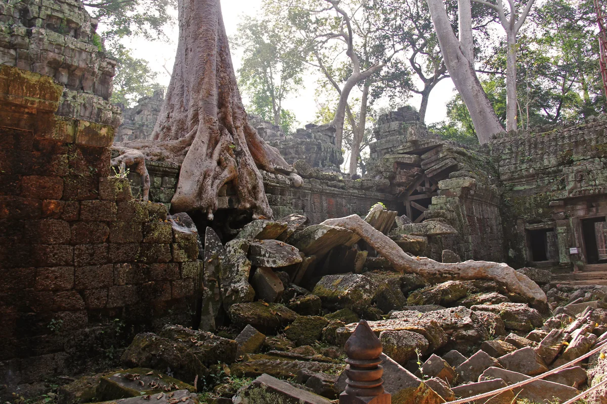 Ancient tree roots engulfing stone ruins at Ta Prohm temple