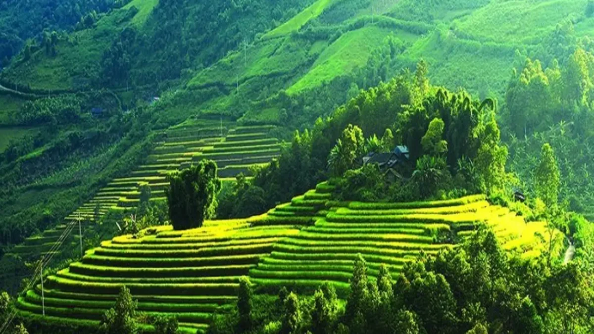 Panoramic view of Moc Chau's lush green tea plantations under a clear blue sky, with rolling hills and distant mountains.