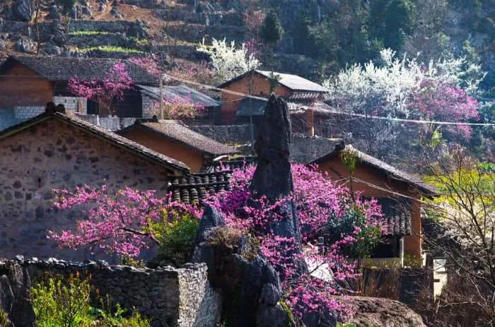 Hmong people in Sapa's terraced fields