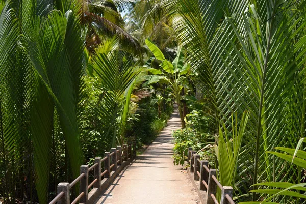A person cycling through a shaded rural path lined with coconut trees in Ben Tre, Mekong Delta