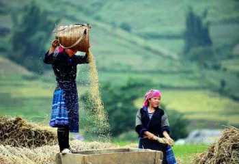 Sapa Hill Tribe Homestay Trek & Valley Views – 3 Days