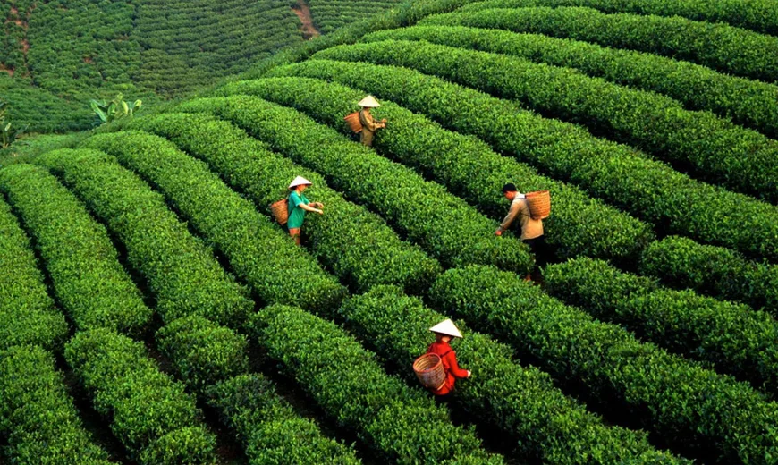 Northern Vietnam Wellness & Tea Farm Retreat – 7 Days