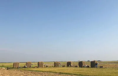 Rice fields in Takeo, Cambodia